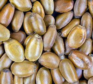 Graines de corossol emballées pour expédition aux acheteurs mondiaux et aux fabricants de médicaments naturels - Product Image 5