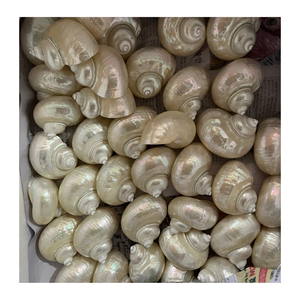 เปลือกหอยเปลือกหอยสีธรรมชาติที่ใช้ในการตกแต่งภายในโดยผู้ผลิตและผู้จัดจำหน่ายข้อมูลทองคำ99ราย - Product Image 6