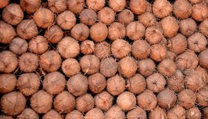 Noix de coco décortiquée en gros, qualité supérieure du Vietnam - Product Image 2