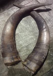 Agate de corne brute de buffle naturelle de haute qualité prête pour l'exportation de bonne qualité personnalisée à vendre 100% cornes brutes de buffle - Product Image 3