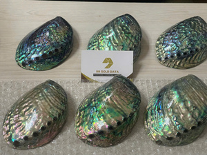 Elegante Burgess Turbo Seashell Decor Conchas naturales de Vietnam Pulido Varios tamaños Exportación de calidad para Navidad Envío listo - Product Image 6