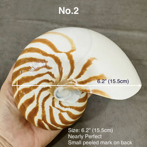 Concha de Nautilus con Cámara de Tigre Lista para Proyectos de Manualidades, Marcas de Arte Costero y Cumplimiento de Pedidos de Exportación de Regalos - Product Image 6