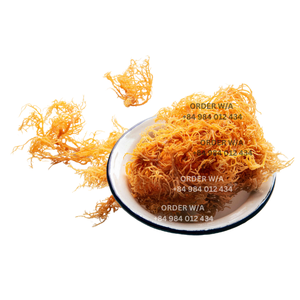 Premium Quality <b>Golden</b> Irish <b>Sea</b> <b>Moss</b> 100% Wildcrafted From Vietnam - Product Image 1