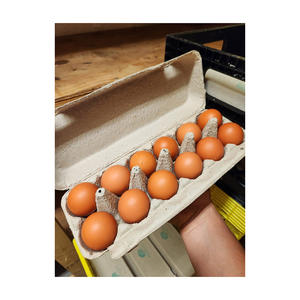 Huevos fértiles frescos de granja suministrados en volumen para los mercados agrícolas globales - Product Image 1