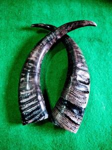 Par de Cuernos de Búfalo Naturales Pulidos a Mano de Alta Calidad, Decoración Ecológica para el Hogar, Estilo Antiguo, Imitación Negra Personalizada - Product Image 4