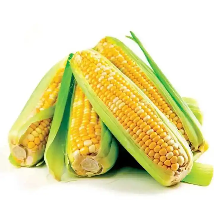 Maïs blanc de maïs jaune pour l'alimentation de l'homme et de l'animal prix du maïs sucré emballage en sacs jaune à vendre