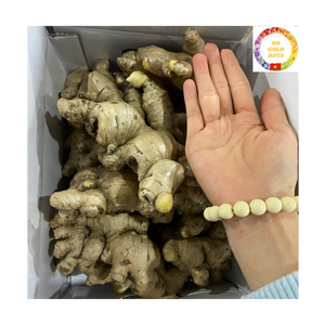 IQF Organic Frozen Ginger Root Cubes Whole Peeled Spicy IQF <b>Vegetable</b> <b>Product</b> Designed for Bulk Export from Vietnam - Product Image 6