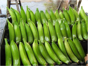 Plátano verde orgánico/plátano verde fresco - Product Image 4