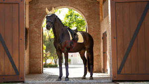 Tapis de selle de cheval anglais de haute qualité construction durable doublure respirante douce soutien confortable tapis de selle léger - Product Image 3