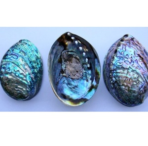 Concha de Abulón Pulida, Madreperla para Manualidades y Proyectos de Bricolaje - Product Image 3