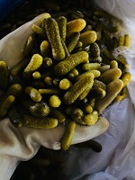 Pepinillos en escabeche Pepinos bebé en salmuera-Pepino enlatado conservado en vinagre