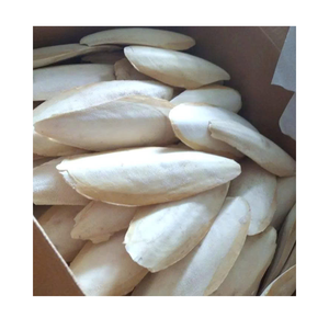 Os de seiche séchés Approvisionnement en gros Prix compétitif Exportation naturelle de calcium d'oiseau de compagnie Garantie de qualité en vrac - Product Image 2