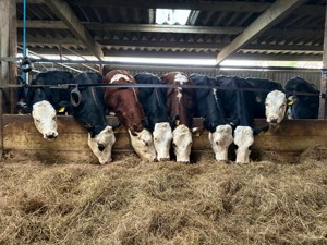 Màu đen và trắng Inflatable milka bò/bơm hơi khổng lồ vắt sữa bò cho quảng cáo ngoài trời/<span class=keywords><strong>holstein</strong></span> bò sữa để bán - Product Image 4