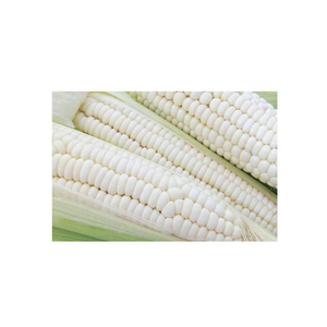 Maíz blanco de alta calidad disponible a granel a los mejores precios al por mayor - Product Image 5