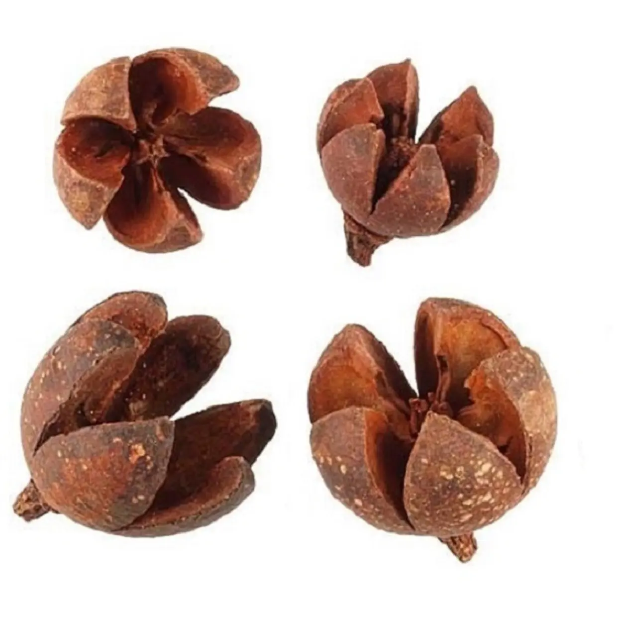 Gousses de fleurs séchées naturelles sur mesure à base de fleurs séchées naturelles idéales pour les fabricants de pots-pourri et de décorations florales