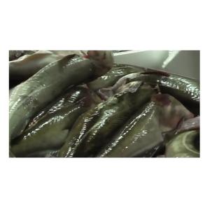 Filetes de Bacalao Atlántico Congelados Orgánicos de Primera Calidad, al Mejor Precio al por Mayor, envasados al Vacío, Envío Rápido - Product Image 1