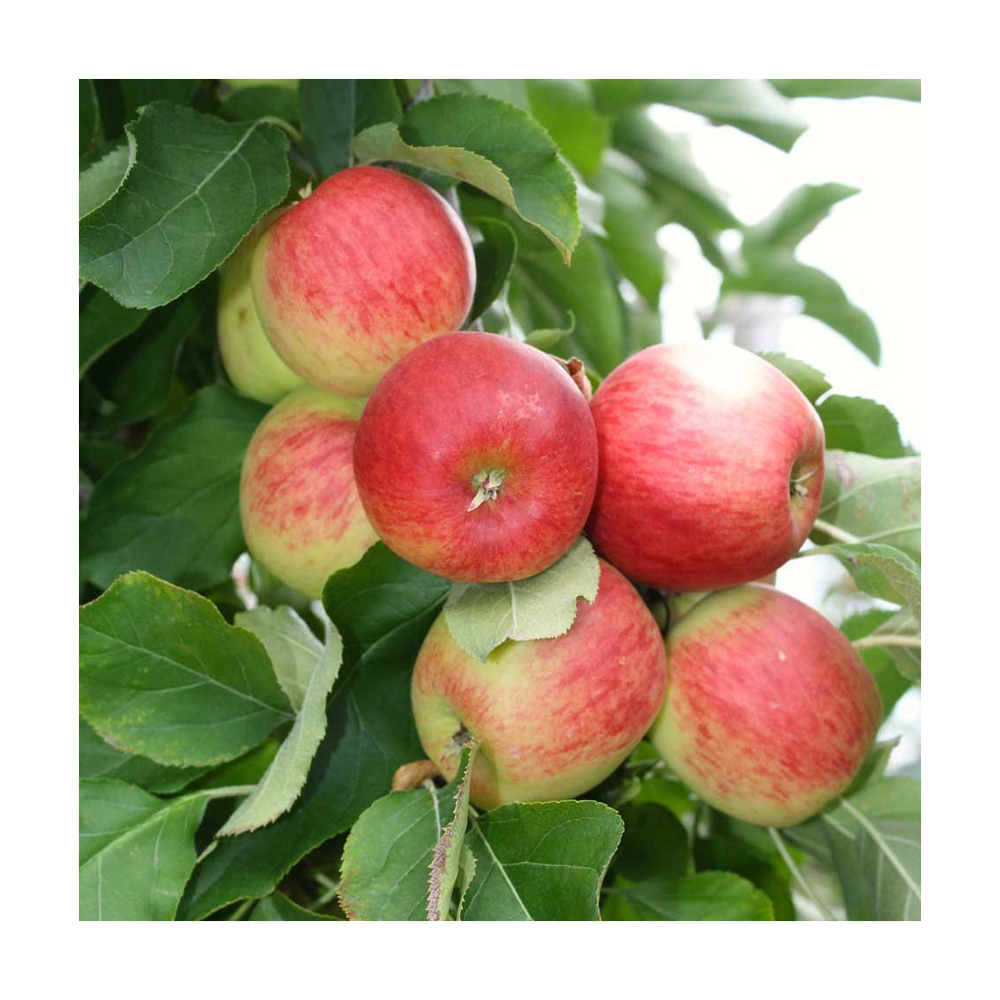 Best Quality Wholesale Bulk Apples Fresh red delicious apples