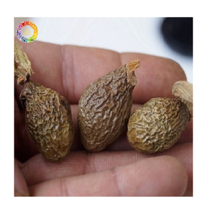 Fábrica de Nuez de Malva de Vietnam, Nuez de Malva Limpia Más Vendida, Semilla de Orangután Scaphium macropodum de Primera Calidad, Nuez de Malva a Granel - Product Image 3