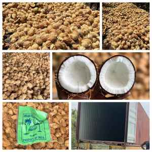 Coco indio Premium (coco semi descascarillado) Pollachi Fruta tropical y subtropical Coco fresco madurado DE LA India - Product Image 1