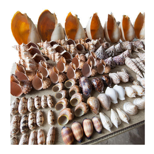 เปลือกหอยธรรมชาติที่ได้รับการคัดสรรเป็นอย่างดีเหมาะสำหรับโครงการงานฝีมือแบบทำมือของตกแต่งบ้านและงานแสดงศิลปะที่สวยงาม - Product Image 3