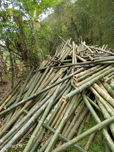 NOUVEAU PRODUIT PÔLE DROIT EN BAMBOU DE FABRICATION DU VIETNAM PERSONNALISÉ PAR DEMANDE - Product Image 5