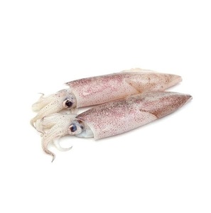 Calamar géant congelé de qualité supérieure, calamar entier, qualité d'exportation - Product Image 2