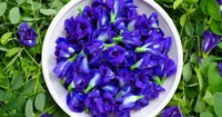 Bunga Kacang Biru Kering Organik Berkualitas Unggul untuk Infusi Herbal Teh Pewarna Makanan Alami Tersedia untuk Harga Ekspor