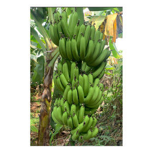 Bananes Cavendish fraîches avec goût sucré naturel de qualité supérieure et longue durée de conservation pour l'exportation dans le monde entier - Product Image 5