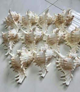 Turbo Marmoratus Coquille élégante : Turban vert Coquille de jade turbo blanche polie 10-12cm Projets marins DIY - Product Image 2