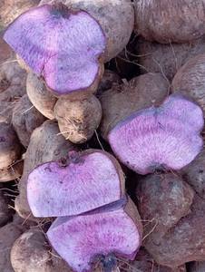 มันเทศแช่แข็งหั่นสี่เหลี่ยมลูกเต๋าทั้งลูกจากเวียดนามสำหรับผู้นำเข้าและผู้ค้าส่ง - Product Image 6