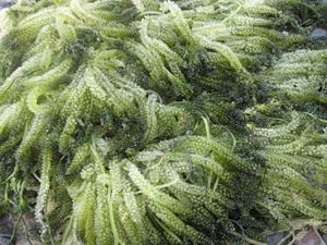 เวียดนามส่งออกองุ่นทะเลสด/สาหร่ายทะเลจำนวนมากในราคาที่แข่งขันได้ - Product Image 4