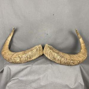 Cuerno de búfalo de alta calidad Natural religioso Kosher Shofar soplado pulido decoración de vacaciones ecológica - Product Image 2