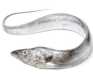 Poisson ruban congelé de haute qualité FD faible en glucides 550-650g entier rond emballé sous vide qualité d'exportation pour les poissons les plus savoureux - Product Image 1