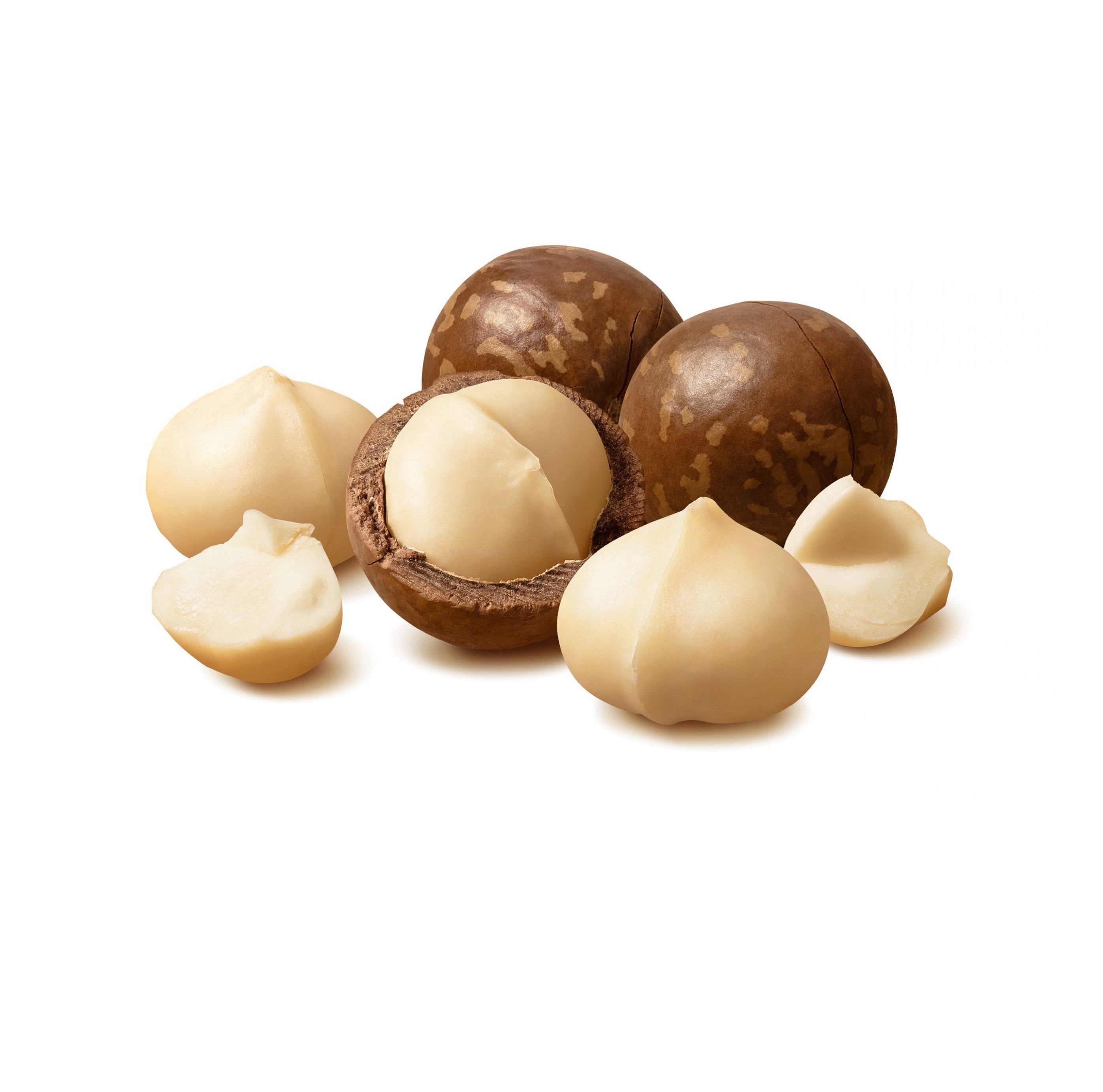 Affordable Macadamia Nuts for Sale High Quality Fresh and Nutritious Available in Bulk Orders Ready for Delivery