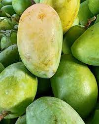 Cao cấp hữu cơ lớp xuất khẩu chất lượng tươi xoài (Hoang Dã xoài bao gồm) ngọt ngào ngon ngọt hương vị cho siêu thị nhà nhập khẩu toàn cầu - Product Image 2