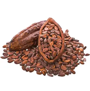 Biji kakao kering kualitas terbaik/biji cokelat di seluruh dunia
