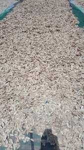 Experimente la calidad superior con nuestro hueso de sepia secado al sol natural 100%: alimento perfecto para pájaros con alto contenido de calcio - Product Image 6