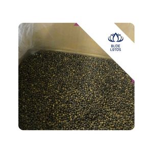 Semillas de Papaya MÁS VENDIDAS para Uso Alimentario, Ingrediente para Mezclar y Procesamiento Culinario para el Mercado de Exportación de Vietnam - Product Image 1