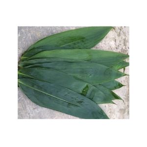 Hojas de Bambú Naturales de Alta Calidad para Envolver Pasteles, Material Seco, Listo para Exportar desde Vietnam, 2 Años de Vida Útil, Vietnam 99 GD - Product Image 2