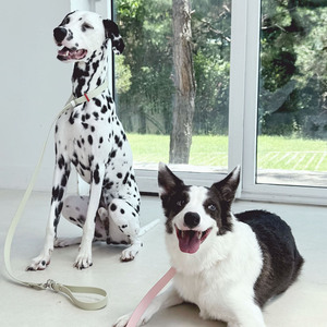 Ensemble de laisse simple et moderne SUMMA pour chiens, 1,2 m, matériau TPU durable et écologique, rivet solide, imperméable, lavable - Product Image 2