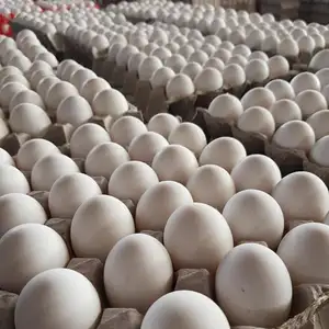 农场新鲜鸡肉餐桌鸡蛋棕色和白色新鲜棕色白色餐桌鸡蛋/新鲜鸡蛋