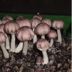 Agaricus Blazei frais du vendeur vietnamien délicieux d'agricus Blazei distributeur entier d'agricus Blazei vacances - Product Image 1