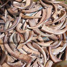 Compra al por Mayor de Puntas de Cuerno de Búfalo y Vaca, Piezas en Blanco para Artesanía Natural de China, Vietnam, Japón, Puntas Redondas Negras y de Colores - Product Image 3