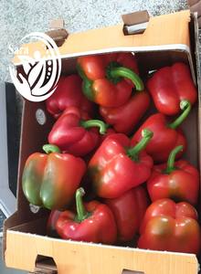 พริกหวานสด (แดง/เหลือง/เขียว/ส้ม) คุณภาพสูง 5 กก. ในกล่อง จากอียิปต์ อุดมด้วยวิตามินซีและสารต้านอนุมูลอิสระ - Product Image 3