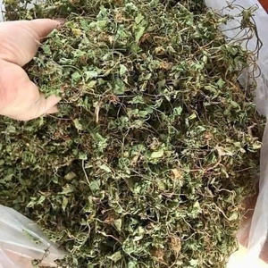 CHAUDE 2024 EXPORTATIONS DU VIETNAM FEUILLES D'AROTE À PENNIÈRE SÉCHÉES/FEUILLES DE CENTELLA ASIATICA POUR SOUTENIR LA SANTÉ ET FOURNIR LA NUTRITION DU CORPS - Product Image 4