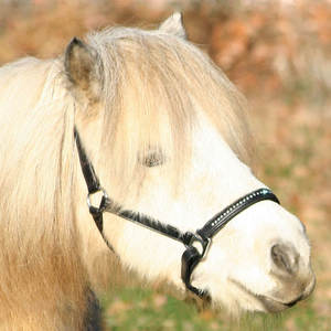 Licol en cuir avec diamants STAR - Product Image 2