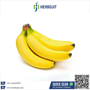 Bananes Cavendish fraîches et délicieuses, parfaites pour les collations et la pâtisserie, bananes agricoles fraîches, style sucré à bon prix - Product Image 6