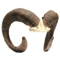 Corne de mouton et de chèvre polie de haute qualité, écologique, couleur naturelle, taille personnalisée, motif ange, durable, objet d'art pour poteau de laisse de chien, objet de collection
