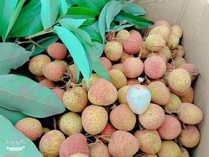 Kualitas tinggi Vietnam leci Lichee buah segar penjual terbaik manis dan Juicy Harga kompetitif untuk musim terbaru