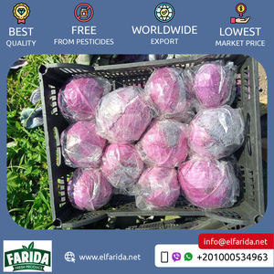 กะหล่ำปลีแดงสดขายดีที่สุดส่งตรงจากผู้ส่งออกอียิปต์ - Product Image 2